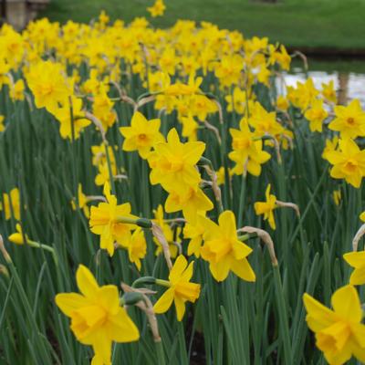 narcissus-sweetness