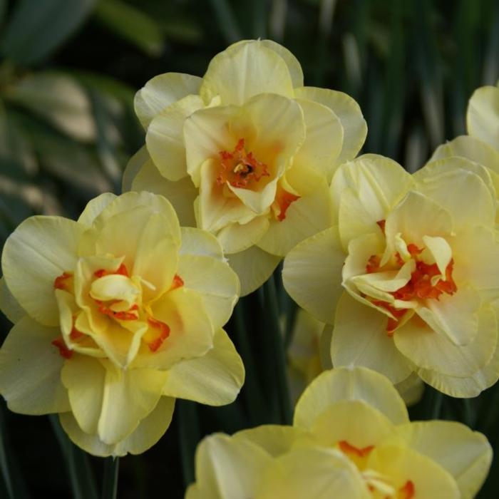 Narcissus 'Tahiti' plant