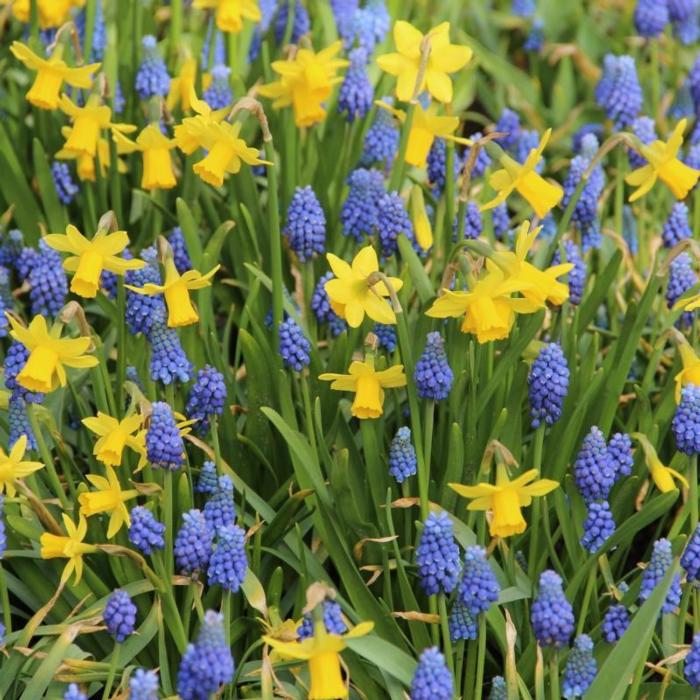 Narcissus 'Tête à Tête' plant