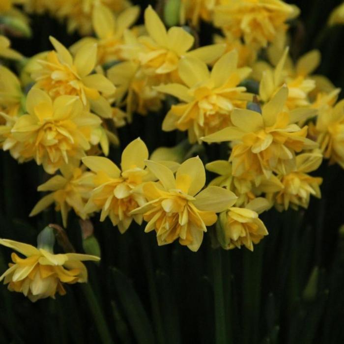 Narcissus 'Tête Bouclé' plant