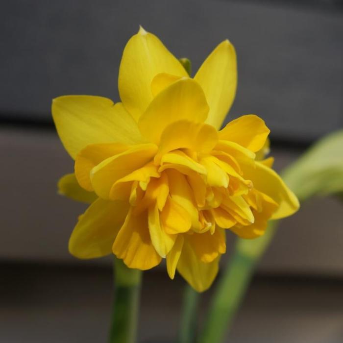 Narcissus 'Tête Bouclé' plant