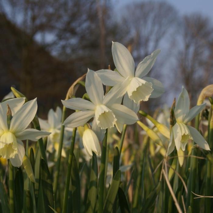 Narcissus 'Thalia' plant