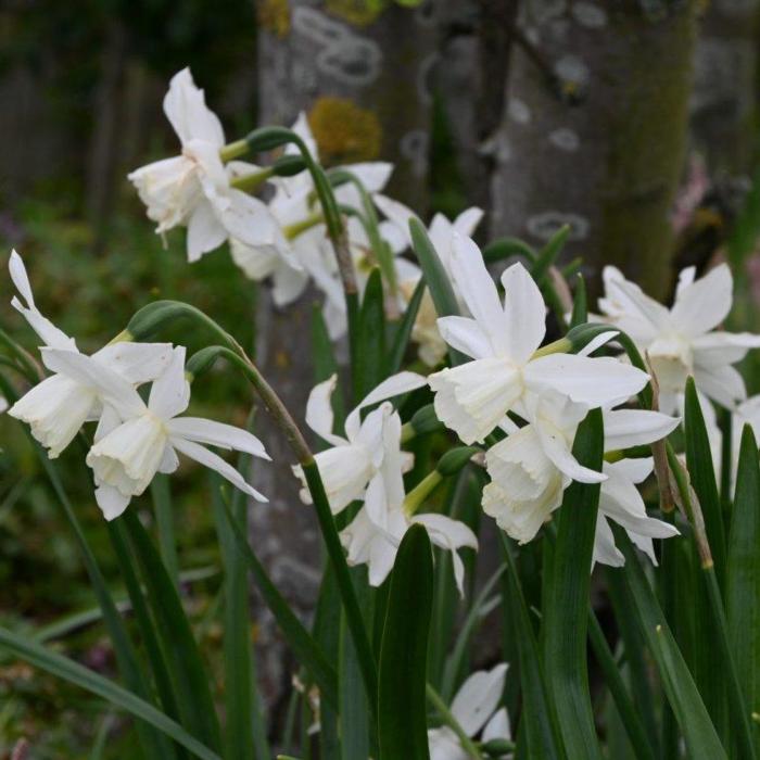 Narcissus 'Thalia' plant