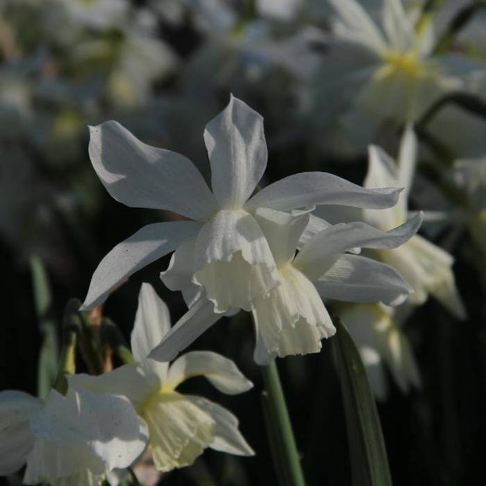 Narcissus 'Thalia' plant