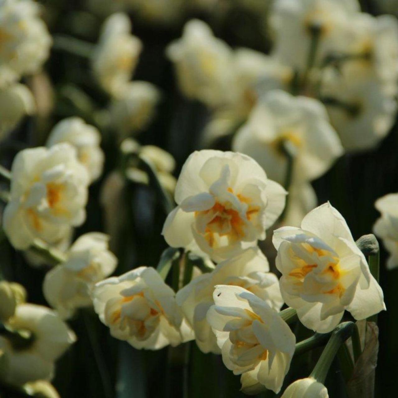 Narcissus 'The Bride' plant
