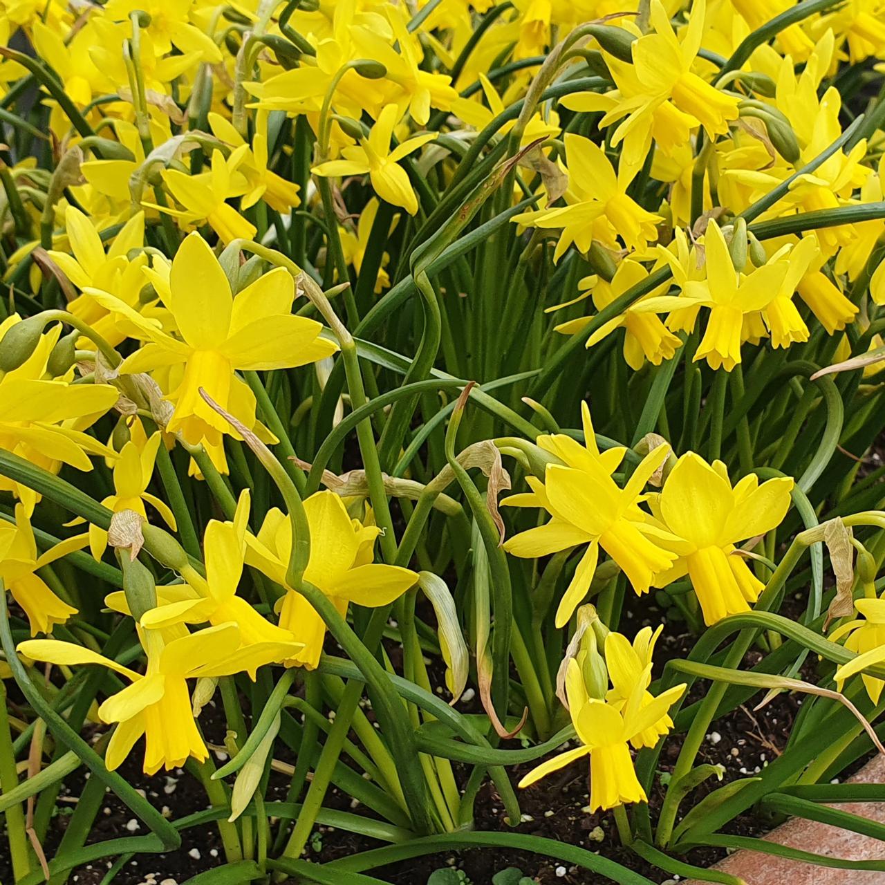 Narcissus 'Tiny Bubbles' plant