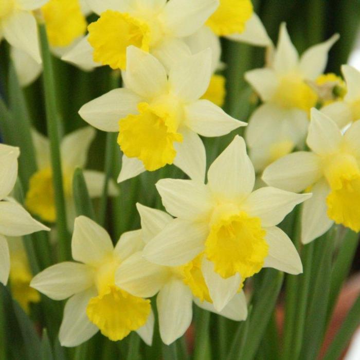 Narcissus 'Topolino' plant