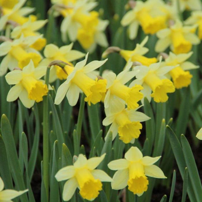 Narcissus 'Topolino' plant