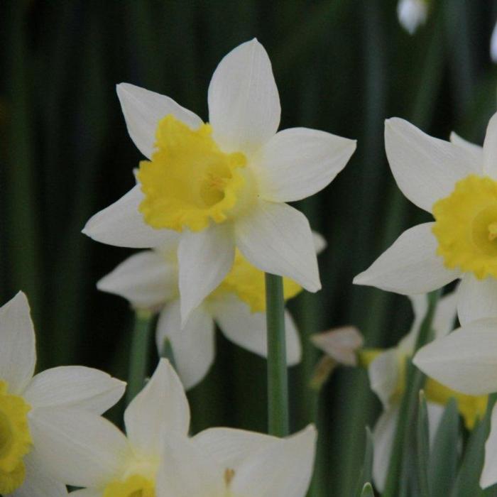 Narcissus 'Topolino' plant