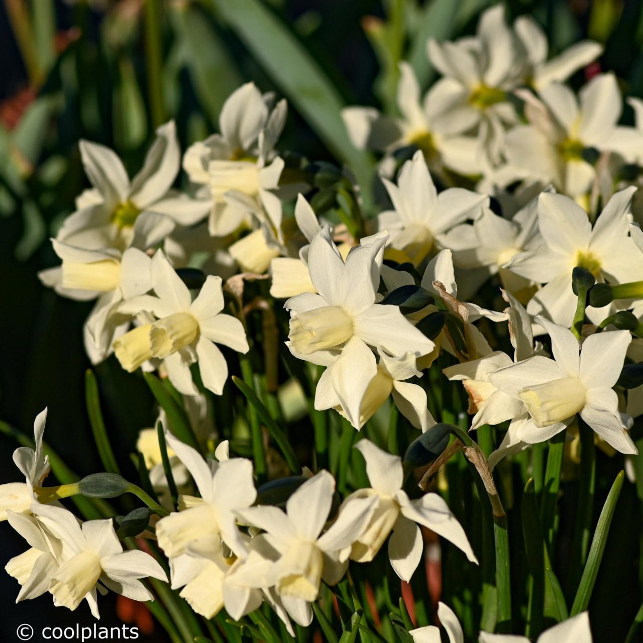 Narcissus 'Toto' plant