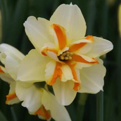 narcissus-trepolo