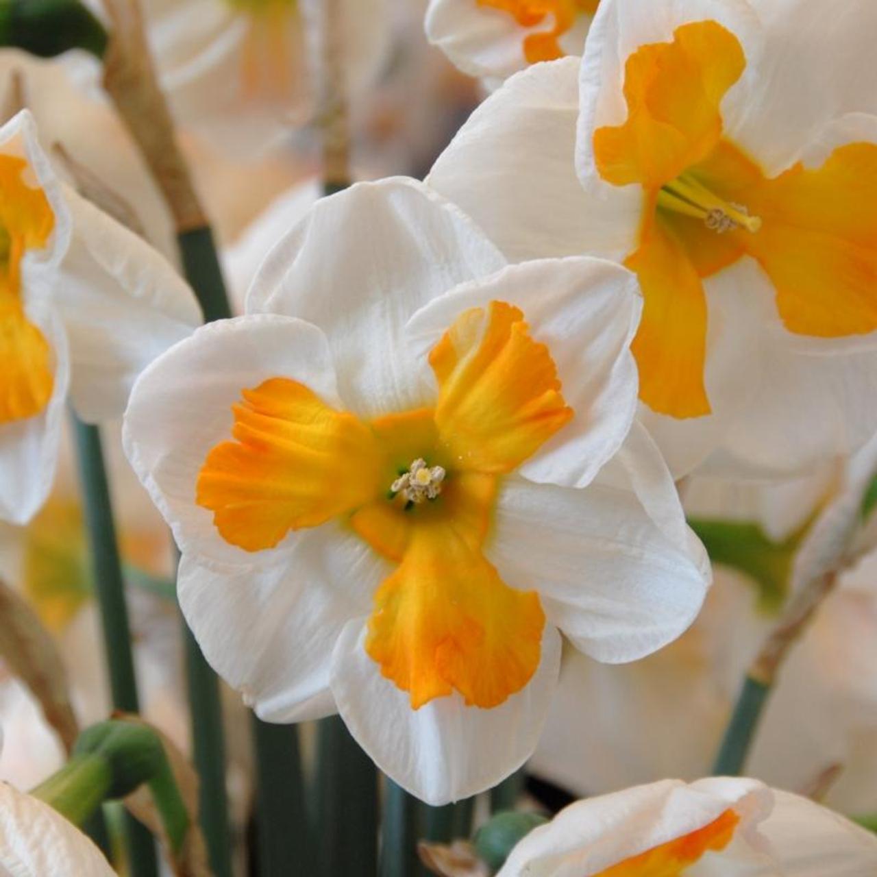 Narcissus 'Tricollet' plant