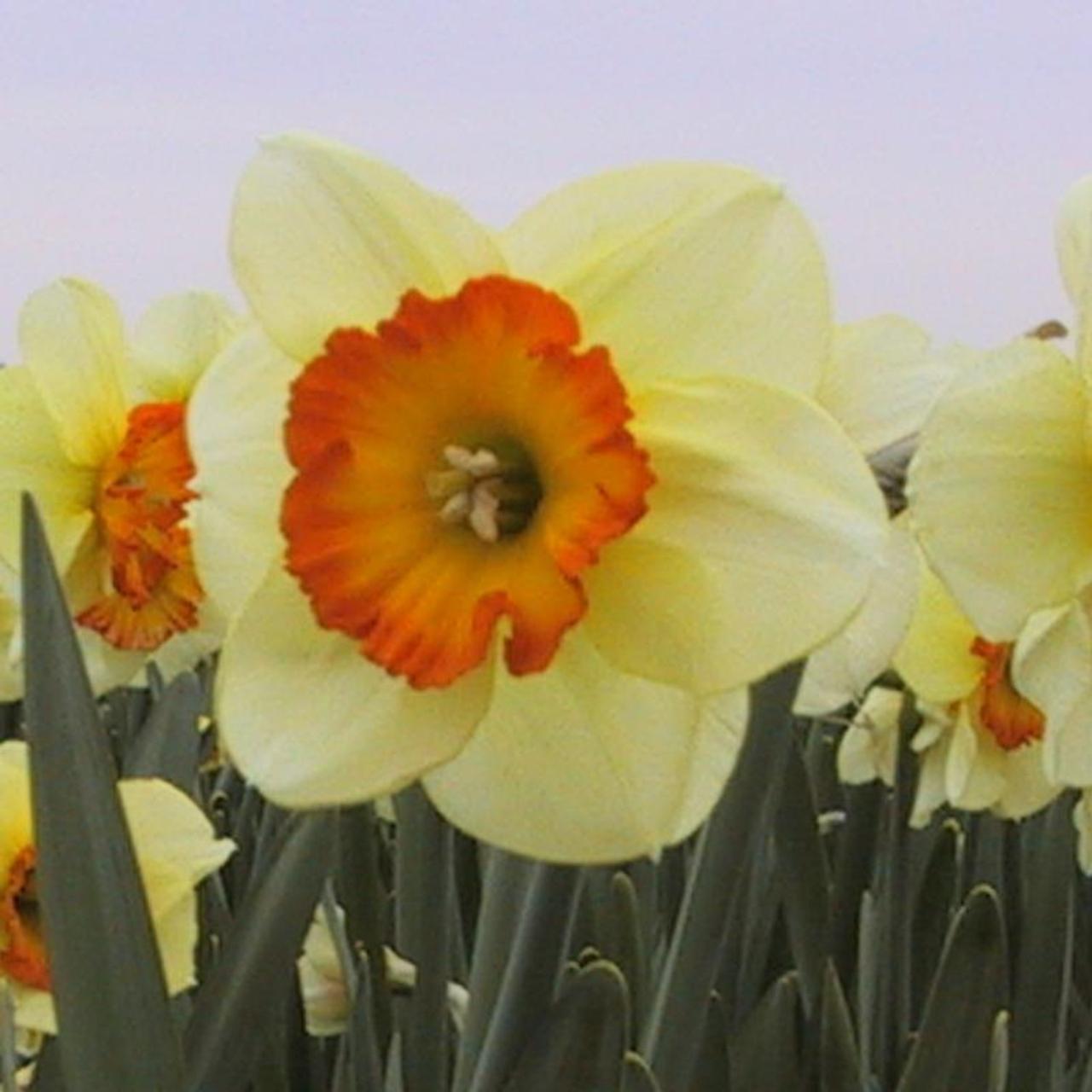 Narcissus 'Velasques' plant