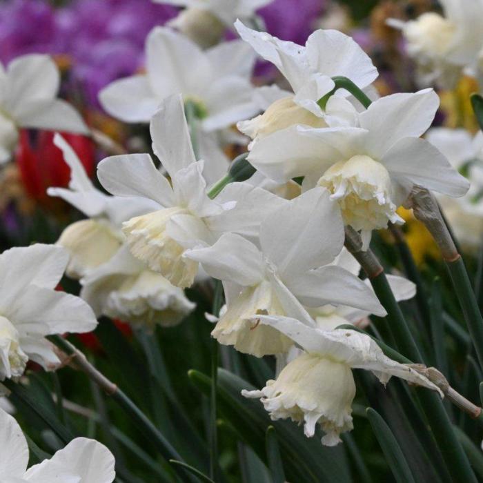 Narcissus 'White Marvel' plant