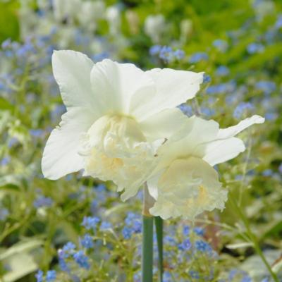 narcissus-white-marvel