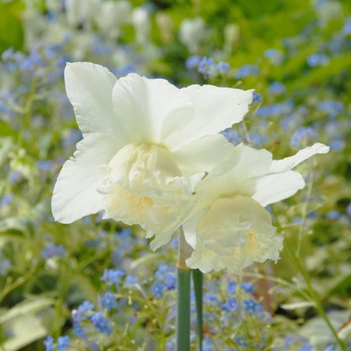 Narcissus 'White Marvel' plant