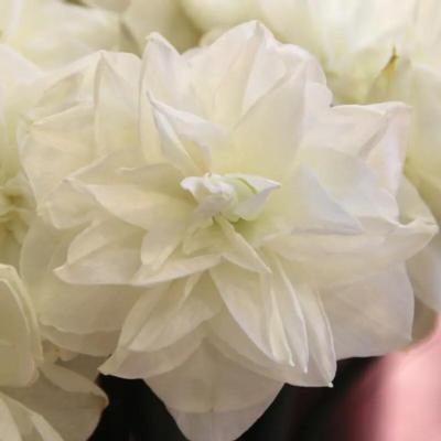 narcissus-white-medal
