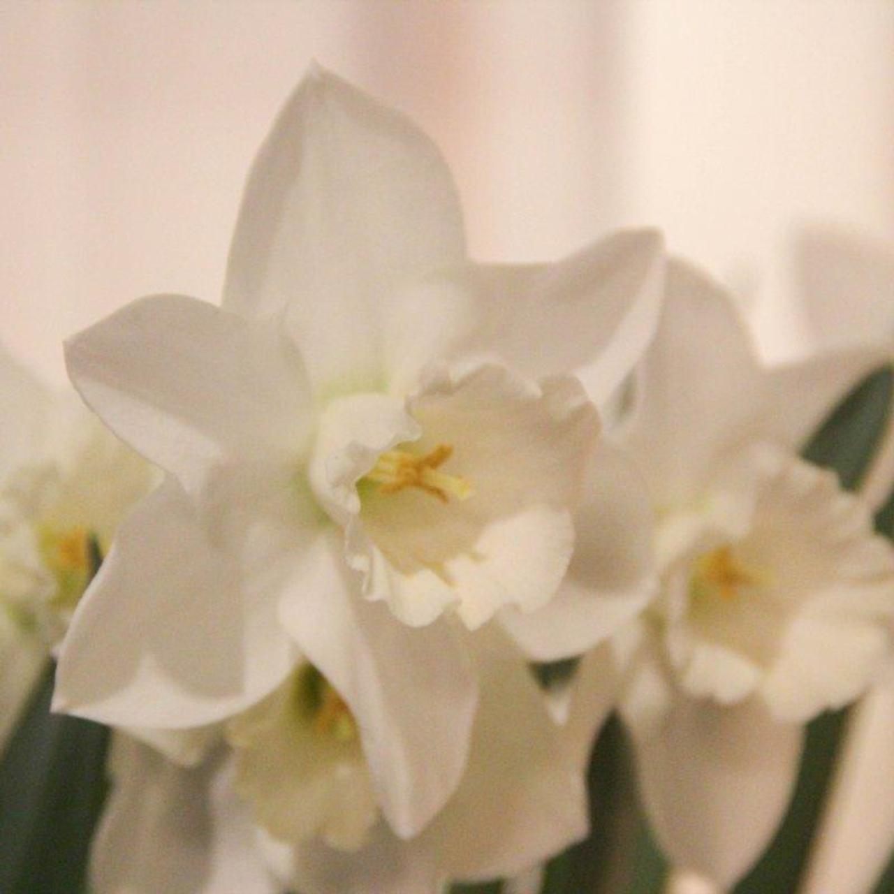 Narcissus 'White Plume' plant