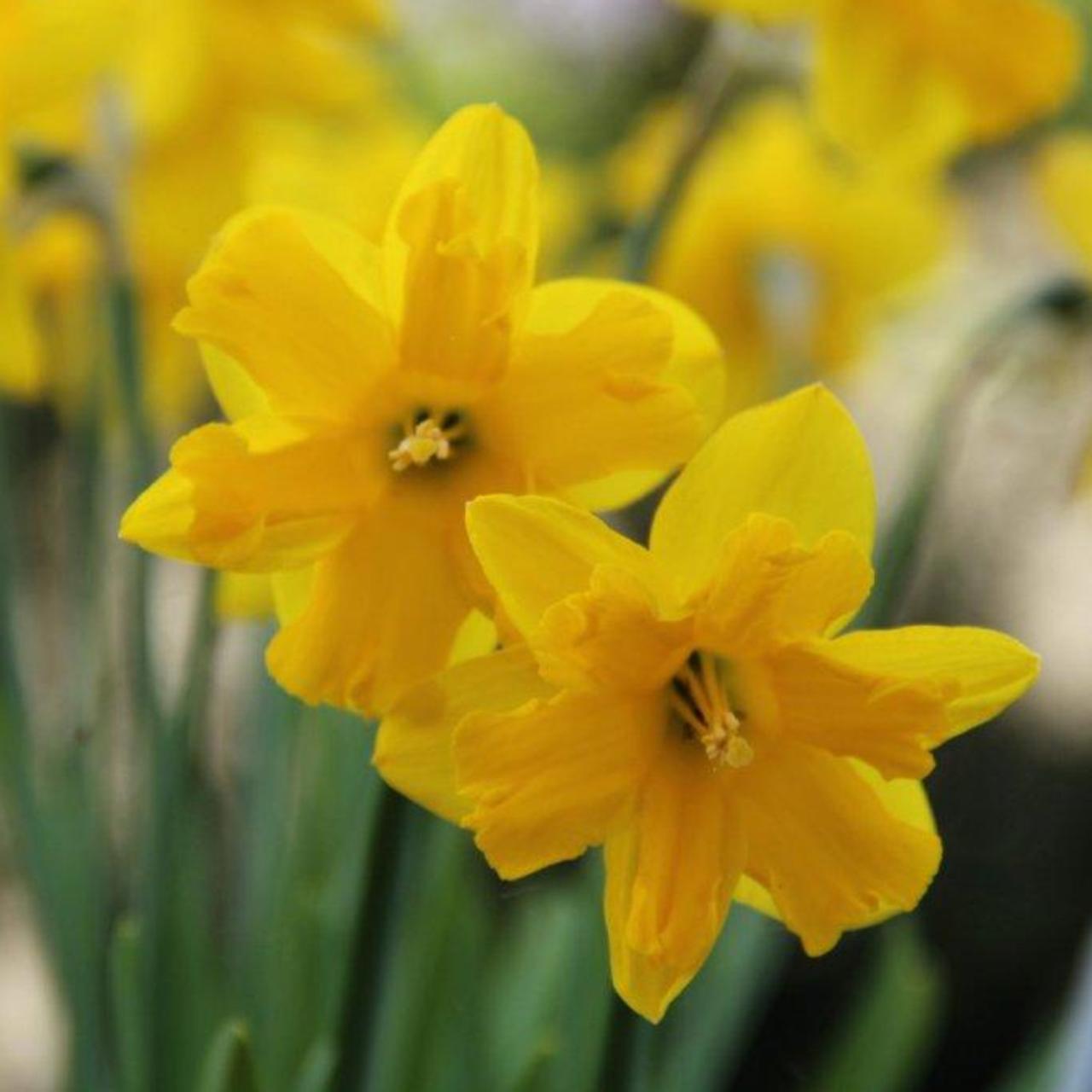 Narcissus 'Winter Starlet' plant