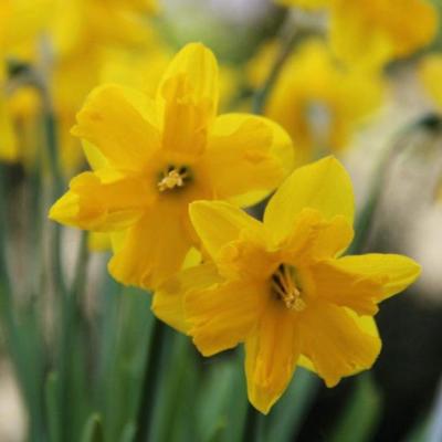 narcissus-winter-starlet