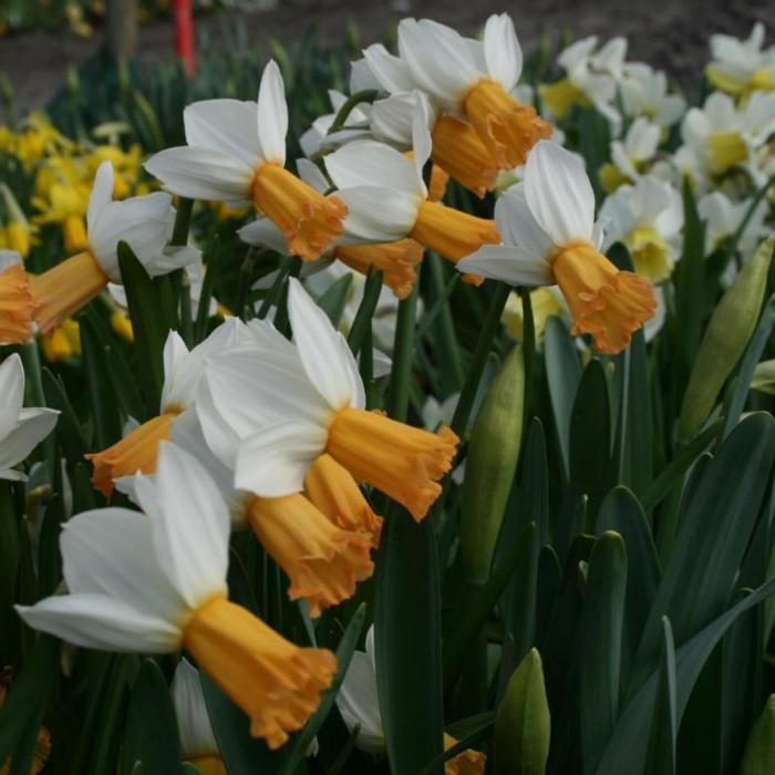 Narcissus 'Winter Walzer' plant
