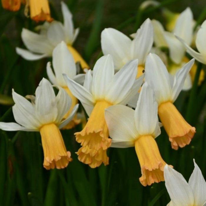 Narcissus 'Winter Walzer' plant
