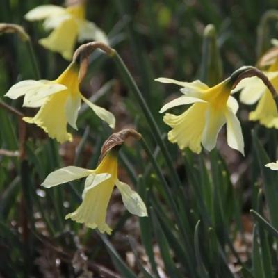 narcissus-wp-milner