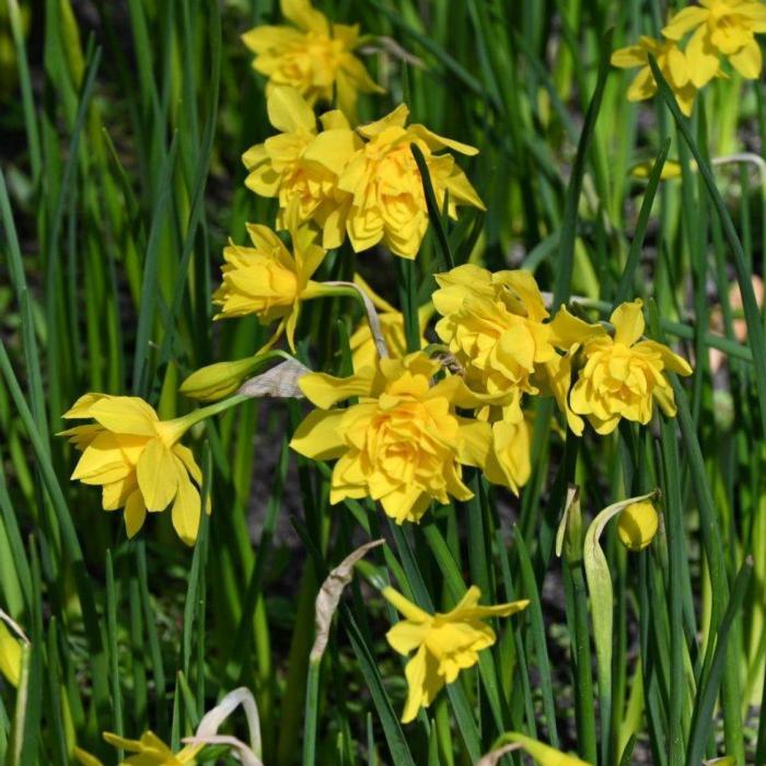 Narcissus x odorus 'Plenus' plant