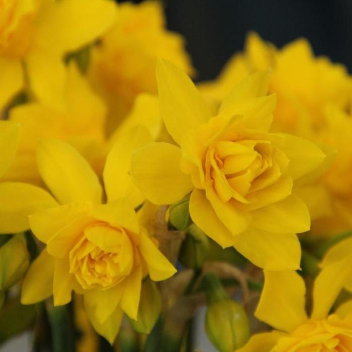 Narcissus x odorus 'Plenus' plant