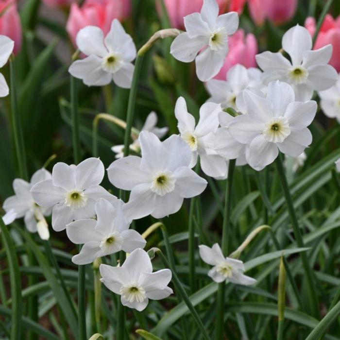 Narcissus 'Xit' plant