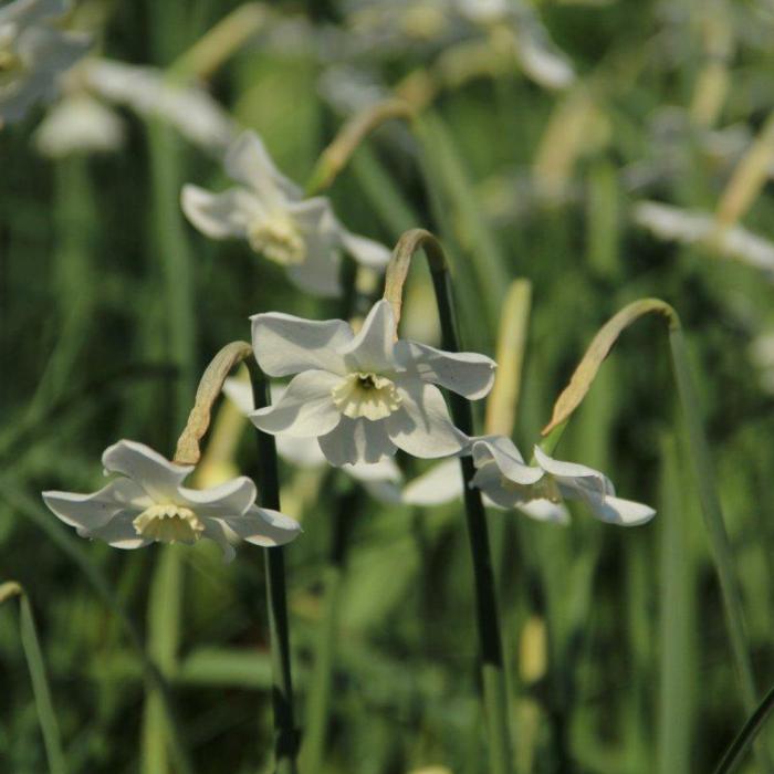 Narcissus 'Xit' plant