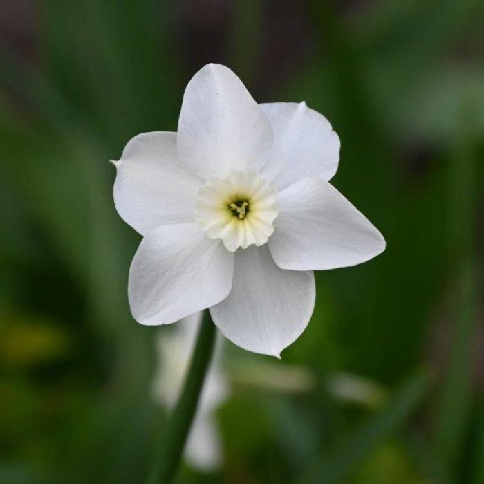 Narcissus 'Xit' plant