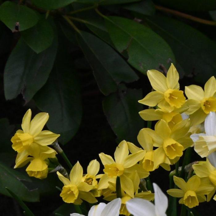 Narcissus 'Yellow Sailboat' plant