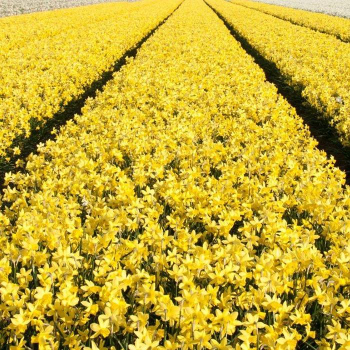 Narcissus 'Yellow Sailboat' plant