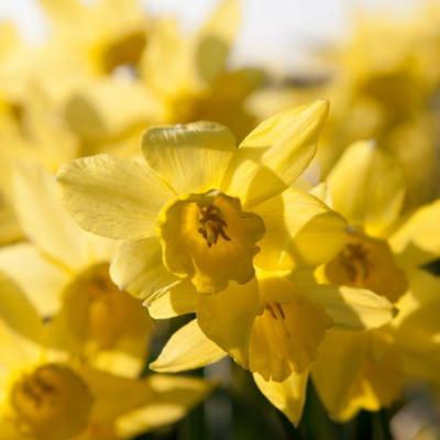 narcissus-yellow-sailboat