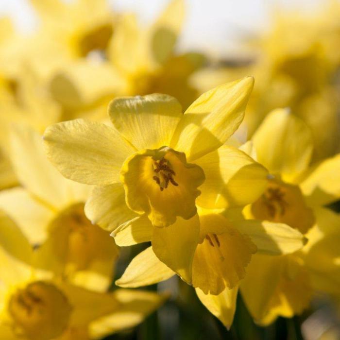 Narcissus 'Yellow Sailboat' plant