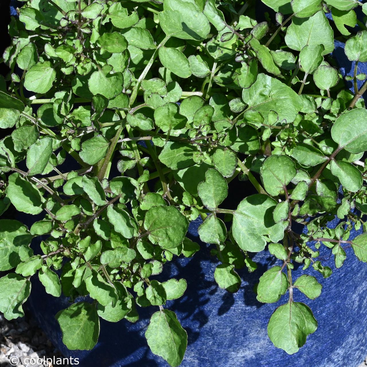 Nasturtium officinale red form plant