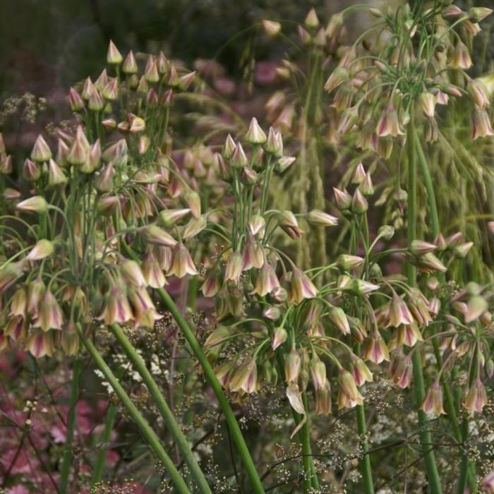 Nectaroscordum siculum plant