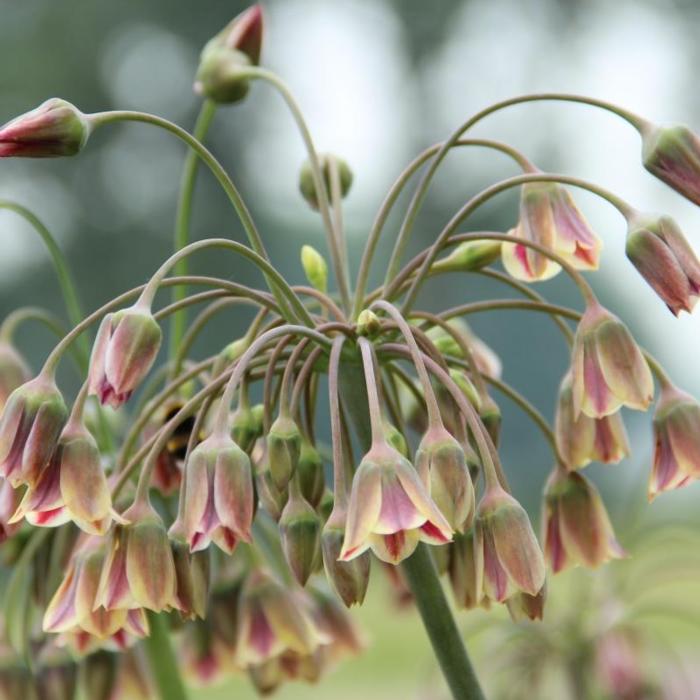 Nectaroscordum siculum plant