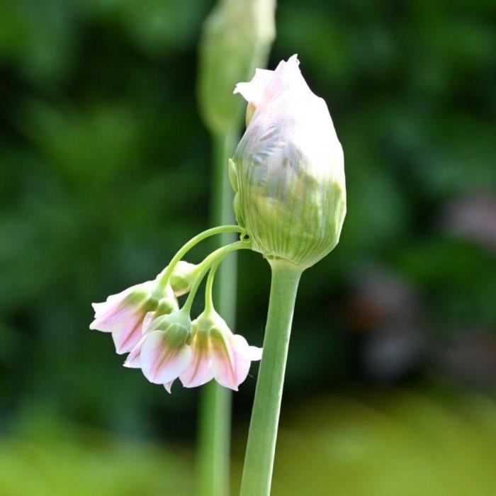 Nectaroscordum tripedale plant