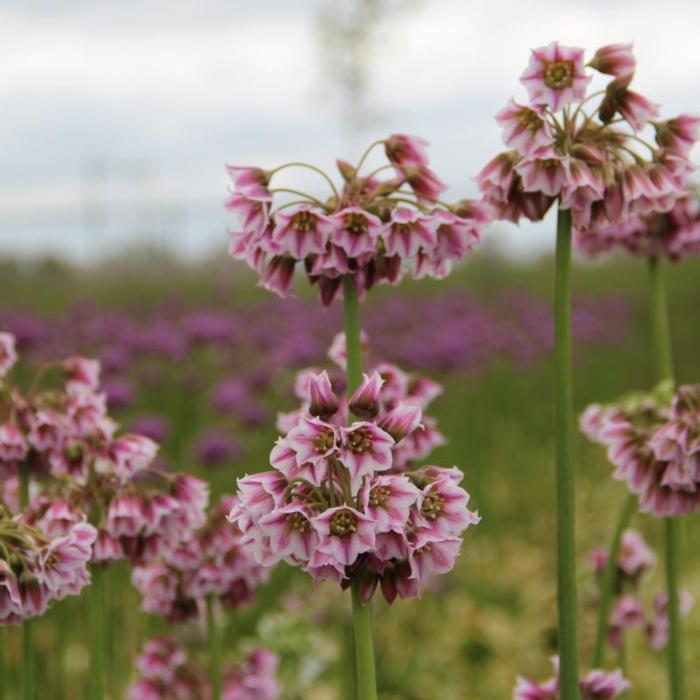 Nectaroscordum tripedale plant