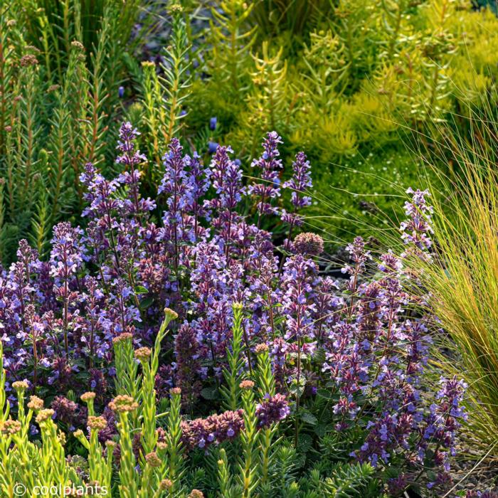 Nepeta 'Cat's Pajamas' plant