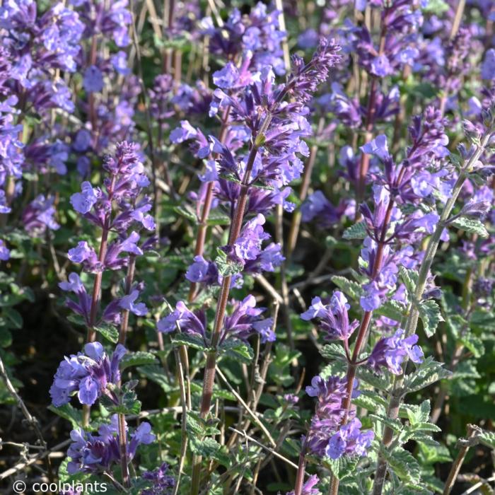 Nepeta 'Cat's Pajamas' plant