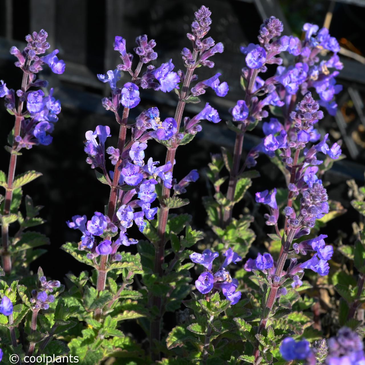 Nepeta faassenii 'Purrsian Blue' plant