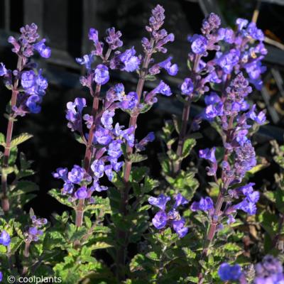 nepeta-faassenii-purrsian-blue