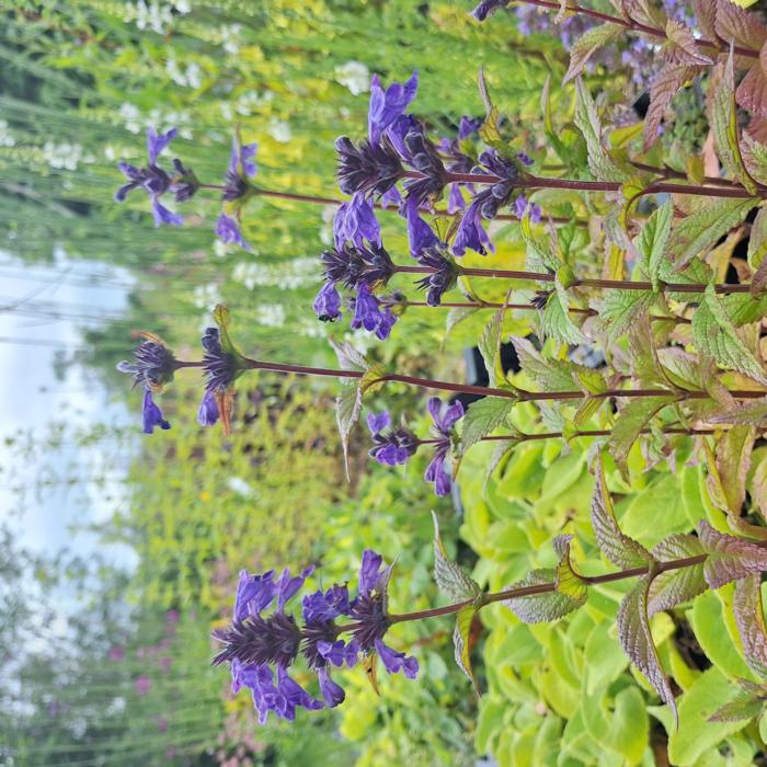 Nepeta NEPTUNE plant