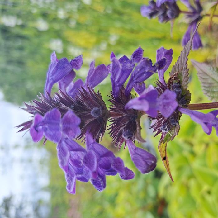 Nepeta NEPTUNE plant
