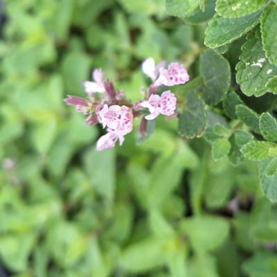 Nepeta sibirica 'Serene Wild Orchid'