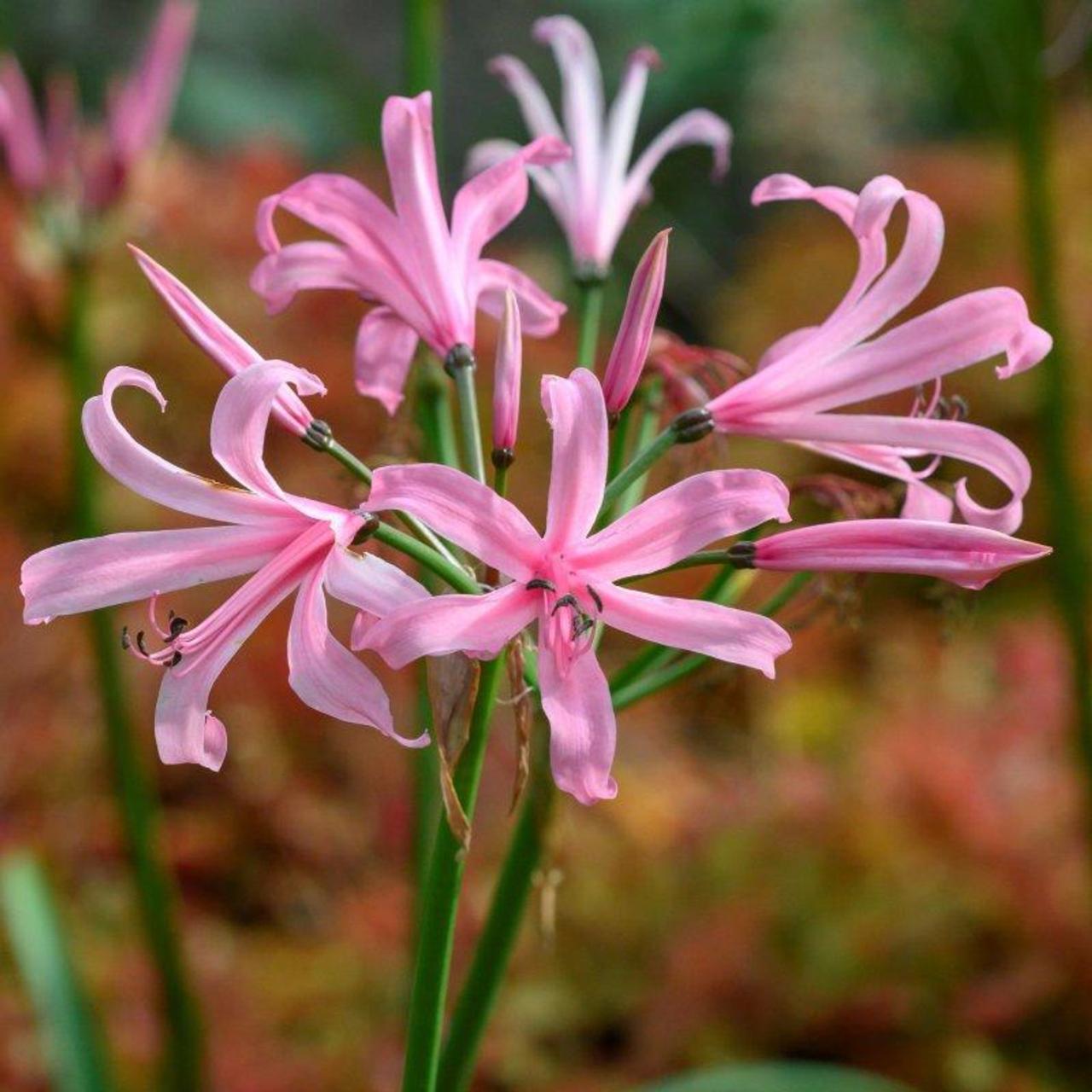 Nerine bowdenii 'Amandi' plant