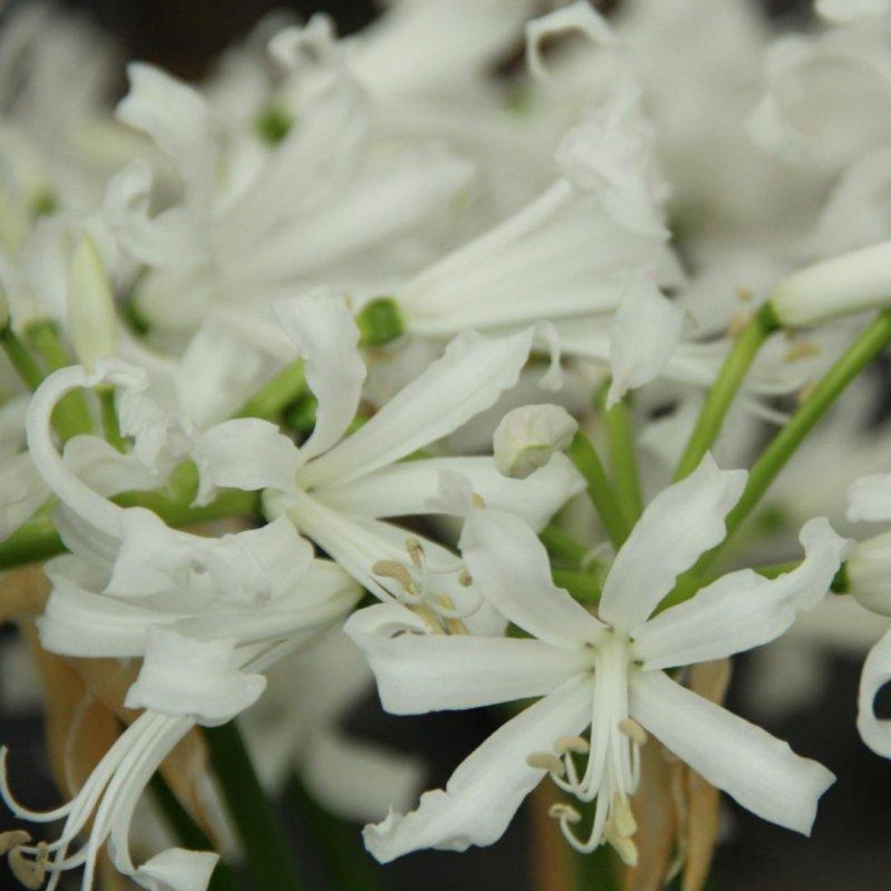 Nerine bowdenii 'Bianca Perla' plant